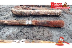 35 · 1 x EUCALYPTUS MARGINATA JARRAH LOG (BIRDSEYE), APPROX DIMENSIONS: 3.9m/300mm, APPROX WEIGHT: 0.3 TONNES - NOTE: DOMESTIC PROCESSING REQUIRED