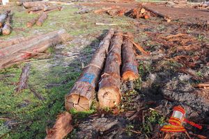 262 · BUNDLE OF 3 X JARRAH LOGS,1 @ 4.6, 1 @ 5.3, 1 @ 5.5, 1 @ 6.4 M LONG, 350 - 450mm DIAMETER