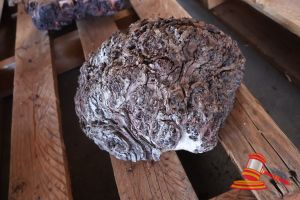 Jarrah Burls/Cookie, L260mm X W260 X 100mm X Qty 1, Approx Sizes