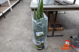 151 · 1 X ARTIFICIAL SNAKE PLANT, IN BLACK POT