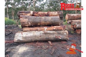 7 · 22 x EUCALYPTUS MARGINATA JARRAH LOGS, APPROX DIMENSIONS: 3.5-4.6m/500-1200mm, APPROX WEIGHT: 50.1 TONNES - NOTE: DOMESTIC PROCESSING REQUIRED