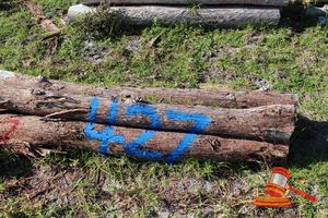 427 · BUNDLE OF 6 X JARRAH FENCE POSTS LOGS - 2.0 M LONG, 150mm DIAMETER