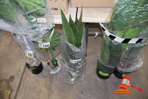 133 · SNAKE PLANT