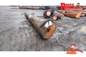 43 · 1x EUCALYPTUS MEGACARPA BULLICH LOG APPROX DIMENSIONS: 4.7m/450mm APPROX WEIGHT: 1 TONNES - NOTE: DOMESTIC PROCESSING REQUIRED