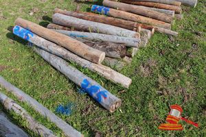 385 · BUNDLE OF 16 X JARRAH FENCE POSTS LOGS, 1.2 - 1.7 M LONG, 150 mm DIAMETER