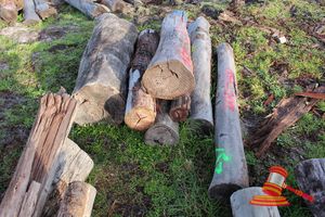 257 · BUNDLE OF 7 X JARRAH STRAINER POST LOGS,1.6 - 2.3 M LONG, 200mm-400mm DIAMETER