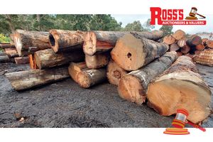 15 · 20 x EUCALYPTUS MARGINATA JARRAH LOGS, APPROX DIMENSIONS: 5-9.8m/450-1000mm, APPROX WEIGHT: 49.6 TONNES - NOTE: DOMESTIC PROCESSING REQUIRED