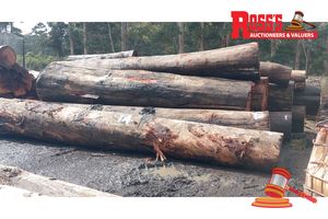 14 · 16 x EUCALYPTUS MARGINATA JARRAH LOGS, APPROX DIMENSIONS: 4.9-7.8m/500-1000mm, APPROX WEIGHT: 49.9 TONNES - NOTE: DOMESTIC PROCESSING REQUIRED