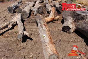 127 · ALL210 - LANDSCAPE LOGS 220-300mm (Diameter) x 4.8m (Total Length) Landscape BENT Log