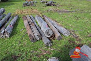 BUNDLE OF 7 X JARRAH LOGS, 2.5 - 3.0 M LONG, 200mm DIAMETER