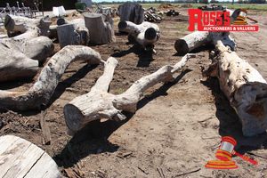 ALL211 - LANDSCAPE LOGS 150-330mm (Diameter) x 3.8m (Longest Limb) Landscape FORKED Log