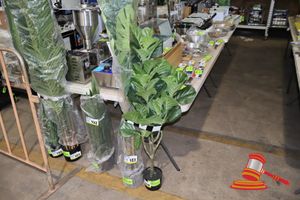 104 · FICUS LYATA 120CM