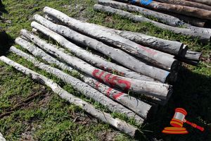 447 · BUNDLE OF 25 X JARRAH FENCE POSTS LOGS - 2.0 M LONG, 125mm DIAMETER