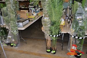249 · BAMBOO TREE 200CM