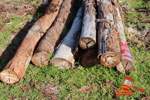 176 · BUNDLE OF 7 X JARRAH LOGS, 3.3 - 3.6 M LONG, 250mm DIAMETER
