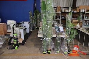 100 · BIRD OF PARADISE TREE 220CM