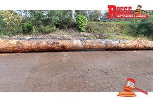 48 · 1 x CORYMBIA CALOPHYLLA MARRI LOG APPROX DIMENSIONS:9.7m/650mm APPROX WEIGHT: - 4.6, NOTE: DOMESTIC PROCESSING REQUIRED