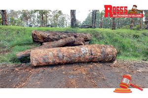 51 · 16 x CORYMBIA CALOPHYLLA MARRI LOGS APPROX DIMENSIONS:4.1-5.6m/450-900mm APPROX WEIGHT: - 24.3 TONNES, NOTE: DOMESTIC PROCESSING REQUIRED