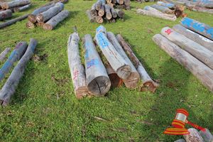 319 · BUNDLE OF 6 X JARRAH STRAINER POST LOGS, 3 @ 2.2M LONG, 250mm DIAMETER, 3 @ 2.4M LONG, 300mm DIAMETER