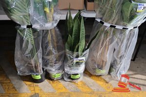 385 · SNAKE PLANT
