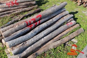 437 · BUNDLE OF 25 X JARRAH FENCE POSTS LOGS - 2.0 M LONG, 125mm DIAMETER