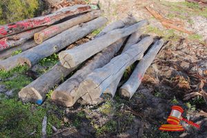 259 · BUNDLE OF 6 X JARRAH LOGS,3.2 -5.9 M LONG, 200 - 350mm DIAMETER