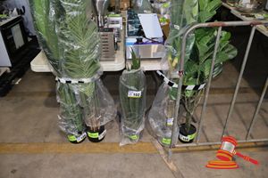 102 · SNAKE PLANT