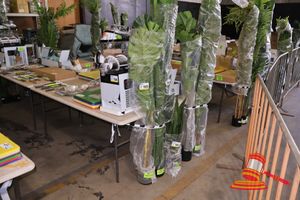 195 · MONSTERA TREE 160cm