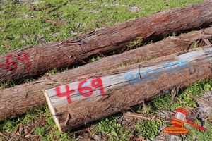 469 · BUNDLE OF 3 X JARRAH LOGS, 1 @ 4.9, 1 @ 5.7, 1 @ 5.9, 300 - 325mm DIAMETER