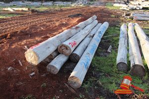 240 · BUNDLE OF 6 X JARRAH LOGS, 1 @ 4.7, 1 @ 5.0, 2 @ 4.9, 1 @ 6.2, 1 @ 6.5, 1 @ 5.8 M LONG, 300 - 350 mm DIAMETER