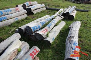 324 · BUNDLE OF 8 X JARRAH STRAINER POST LOGS, 6 @ 1.8, 1 @ 2.0M LONG, 300mm DIAMETER, 1 @ 2.2M LONG, 350mm DIAMETER