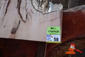 Marri Slab/Board , L730/840mm X W360mm/200mm X Depth 65mm, Approx