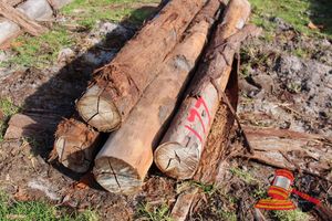 177 · BUNDLE OF 4 X JARRAH LOGS, 2.6 - 3.3 M LONG, 250mm DIAMETER