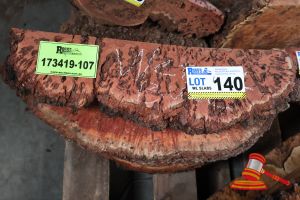 Various Sizes & Species Wedges Off Cut Burls, X Qty 3
