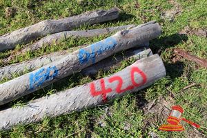 420 · BUNDLE OF 6 X JARRAH FENCE POSTS LOGS - 2.0 M LONG, 150mm DIAMETER