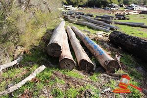 215 · BUNDLE OF 4 X JARRAH LOGS, 3.1 - 4.9 M LONG, ALL 250mm DIAMETER