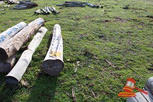 341 · 1 X JARRAH LOGS, 3.0M LONG, ALL 350mm DIAMETER