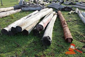 278 · BUNDLE OF 9 X JARRAH LOGS, 5.0 - 5.5M LONG, 300 - 350mm DIAMETER