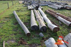 276 · BUNDLE OF 5 X JARRAH LOGS, 4.8 - 6.0 M LONG, ALL 350mm DIAMETER