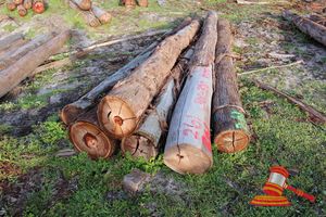 261 · BUNDLE OF 6 X JARRAH LOGS,5.0 - 5.8 M LONG, 300 - 350mm DIAMETER