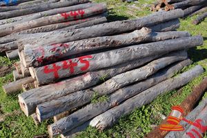 445 · BUNDLE OF 25 X JARRAH FENCE POSTS LOGS - 2.0 M LONG, 125mm DIAMETER