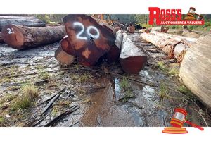 20 · 6 x EUCALYPTUS MARGINATA JARRAH LOGS, APPROX DIMENSIONS: 8.3-9.4m/600-750mm, APPROX WEIGHT: 14.5 TONNES - NOTE: DOMESTIC PROCESSING REQUIRED