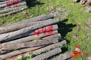 448 · BUNDLE OF 25 X JARRAH FENCE POSTS LOGS - 2.0 M LONG, 100 - 125mm DIAMETER