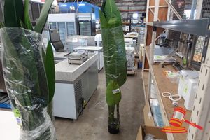 150 · 1 X ARTIFICIAL BANANA PLANT WITH BLACK POT, APPROX 2M