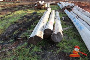 239 · BUNDLE OF 5 X JARRAH LOGS,3.9 -4.5 M LONG, ALL 350mm DIAMETER