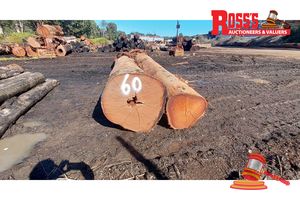 60 · 2 x EUCALYPTUS MARGINATA JARRAH LOGS APPROX DIMENSIONS: -8.7m/750mm APPROX WEIGHT: - 8.5 TONNES, NOTE: DOMESTIC PROCESSING REQUIRED