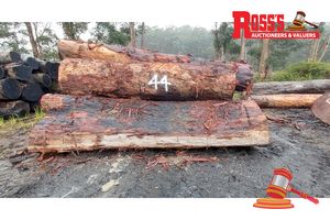 44 · 15 x EUCALYPTUS MARGINATA JARRAH LOGS APPROX DIMENSIONS 2.6-4.4m/600-900mm, APPROX WEIGHT: 31.6 TONNES - NOTE: DOMESTIC PROCESSING REQUIRED