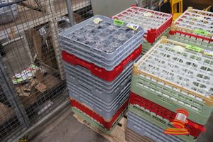 10 · 4 X COMMERCIAL GLASS RACK, STACKABLE, RED AND GREY, WITH APPROX 100 X CHAMPAGNE GLASSES (COMMERCIAL DISHWASHER TYPE)