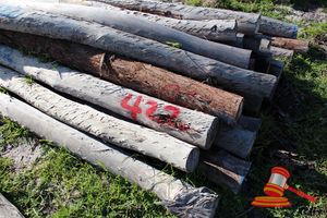 422 · BUNDLE OF 25 X JARRAH FENCE POSTS LOGS - 2.0 M LONG, 150mm DIAMETER