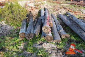258 · BUNDLE OF 10 X JARRAH LOGS,4.0 - 5.2 M LONG, 300 - 350mm DIAMETER